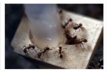 Sa samo jednom kapljicom, možete učiniti da mravi trenutno nestanu – nevjerojatno učinkovit trik za vaš dom!