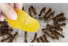 Domaći TRIK za rješavanje mrava u vikendici i vrtu: Samo ga stavim na zemlju i sutradan mrava nema!