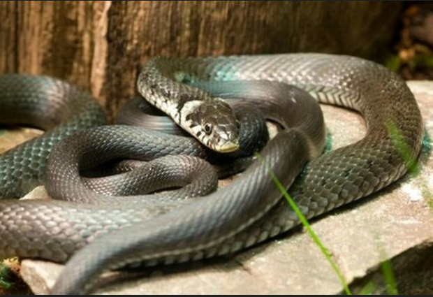 Screenshot-2025-05-15-125909