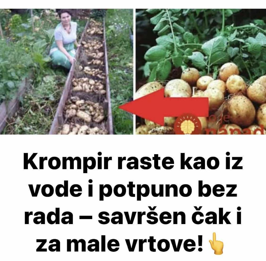 494722384_1040661148195087_6863452238688185499_n