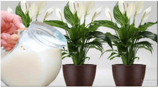 Samo 1 šoljica će bukvalno učiniti da SPATIFILUM eksplodira: Nikada prije niste vidjeli toliko cvijeća i novih listova! - featured image