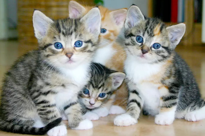 ZAŠTO MAČKA PRATI VLASNIKA U STOPU: Ako ide s vama čak i u WC, EVO ŠTA VAM PORUČUJE - featured image