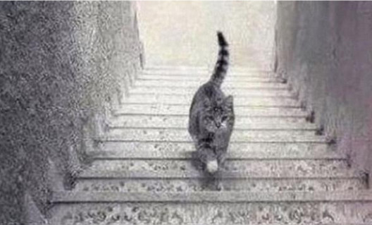 PSIHOLOŠKI TEST – DA LI MAČKA SA SLIKE SILAZI ILI SE PENJE UZ STEPENICE: Odgovor otkriva kakva ste ličnost zapravo! - featured image