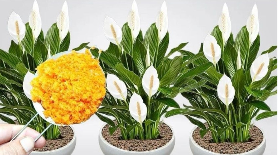 ODMAH JE PR0CVJETALA! 1kašičica za svaki kućni cvijet i bujno cvjetanje je zagarantovano! - featured image