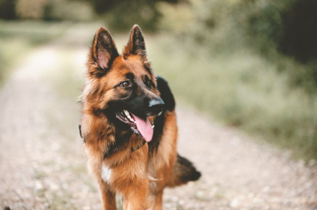 Evo šta svaki pas uradi kad oseti da je u društvu loše i pokvarene osobe: Ovo dobro zapamtite, može vas zaštititi od zla - featured image