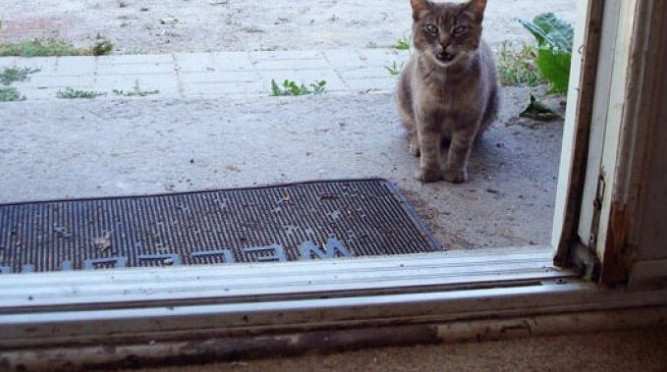 NEPOZNATA MAČKA VAM SE POJAVILA NA KUĆNOM PRAGU? INDIJSKO VJEROVANJE UPOZORAVA: “U toj kući će uskoro biti…” - featured image
