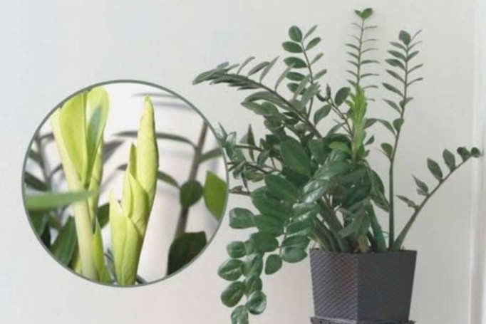 Samo 3 supene kašike i zamiokulkas će dati PUNO novih listova! - featured image