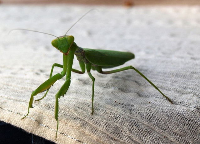 Ako vam ovaj insekt uđe u stan budite srećni: Kažu da s razlogom bira kuću, a poruka koju nosi je predivna - featured image