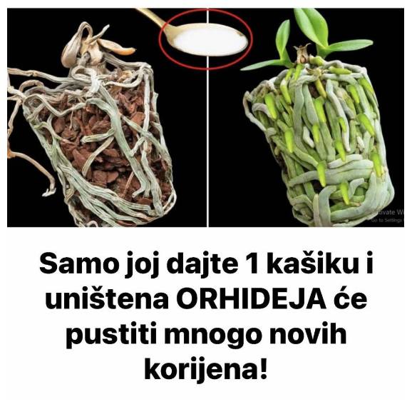 Samo joj dajte 1 kašiku i uništena ORHIDEJA će niknuti mnogo novih korijena! - featured image