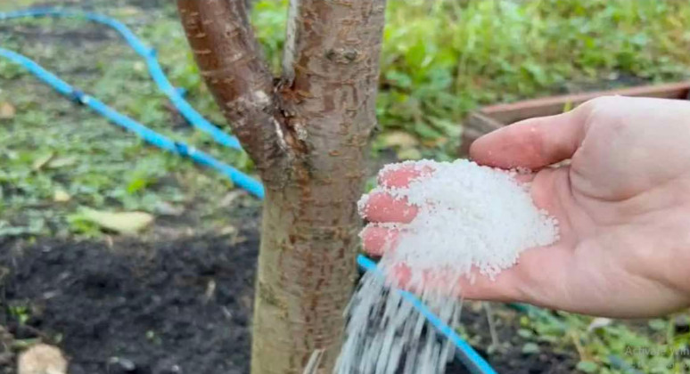 Dajte ga ODMAH svim drvećem i grmljem u oktobru: Radujte se velikoj žetvi sledeće godine! - featured image
