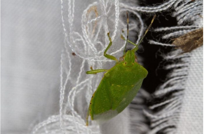 SMRDIBUBE SE UŽASNO PLAŠE JEDNE STVARI: Samo stavite ovo i BJEŽAT ĆE OD VAŠE KUĆE - featured image