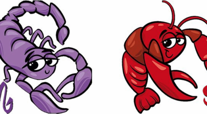 RAK i ŠKORPIJA – Saznajte šta vas očekuje do 1. decembra?!