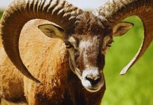 OVAN – VELIKI MESEČNI HOROSKOP ZA APRIL: MESEC VELIKIH PROMENA I BROJNIH ŠOKANTNIH DEŠAVANJA, evo šta vas sve očekuje!