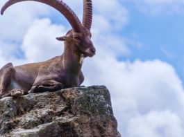 JARAC – VELIKI CIGANSKI HOROSKOP ZA NAREDNU NEDELJU: ŠOK ZA ŠOKOM STIŽE, DANI KOJI SE NE ZABORAVLJAJU, evo šta vas sve očekuje!