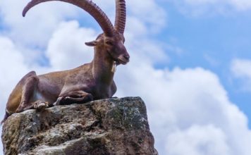 JARAC – VELIKI CIGANSKI HOROSKOP ZA NAREDNU NEDELJU: ŠOK ZA ŠOKOM STIŽE, DANI KOJI SE NE ZABORAVLJAJU, evo šta vas sve očekuje!