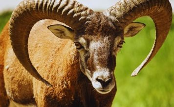 OVAN – DETALJNI CIGANSKI HOROSKOP DO 20. APRILA: Otkrivanje velikih tajni, istina koja menja sve, ali i nešto divno za kraj, evo šta vam sve stiže!