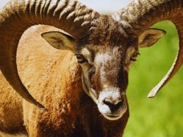 OVAN – VELIKI DETALJNI VIKEND HOROSKOP: Šok za šokom, stvari koje su ZAPISANE dolaze i vi ne verujete svojim očima!