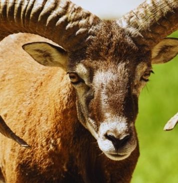 OVAN – VELIKI KARMIČKI HOROSKOP ZA NAREDNU NEDELJU: BITNI DANI I JOŠ BITNIJI TRENUCI, MNOGO TOGA SE MENJA, evo šta vam sve stiže!