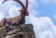 JARAC – DETALJNI CIGANSKI HOROSKOP DO 20. APRILA: Otkrivanje velikih tajni, istina koja menja sve, ali i nešto divno za kraj, evo šta vam sve stiže!