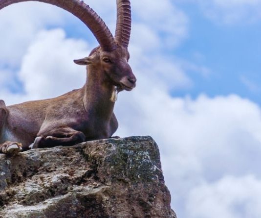 JARAC: OTVARAJU TI SE VRATA KOJA SU DUGO BILA ZATVORENA – vreme je stiglo i kucnuo je čas!