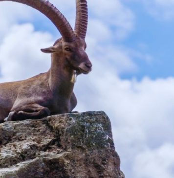 JARAC – VELIKI HOROSKOP DO 17. APRILA: Shvatate da bivša ljubav PLAČE za vama, ali će vam period pre svega obeležiti BITAN NOVAC!