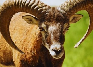 OVAN – VELIKI KARMIČKI HOROSKOP DO 30. SEPTEMBRA: KRAJ MESECA KAO IZ FILMA, SUDBINSKI UDAR, POVRATAK PROŠLOSTI, OTKRIVANJE NAJVEĆE TAJNE, ALI I DIVNO ČUDO ZA KRAJ, evo zašto nećete moći da dođete sebi!