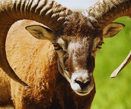 OVAN – OVO VAM SE NIKADA, ALI NIKADA NIJE DESILO I BIĆETE BEZ TEKSTA: SUDBINSKI UDARI, KARMA DOLAZI PO SVOJE I NIZ ŠOKOVA, evo šta vam naredni dani sve donose!